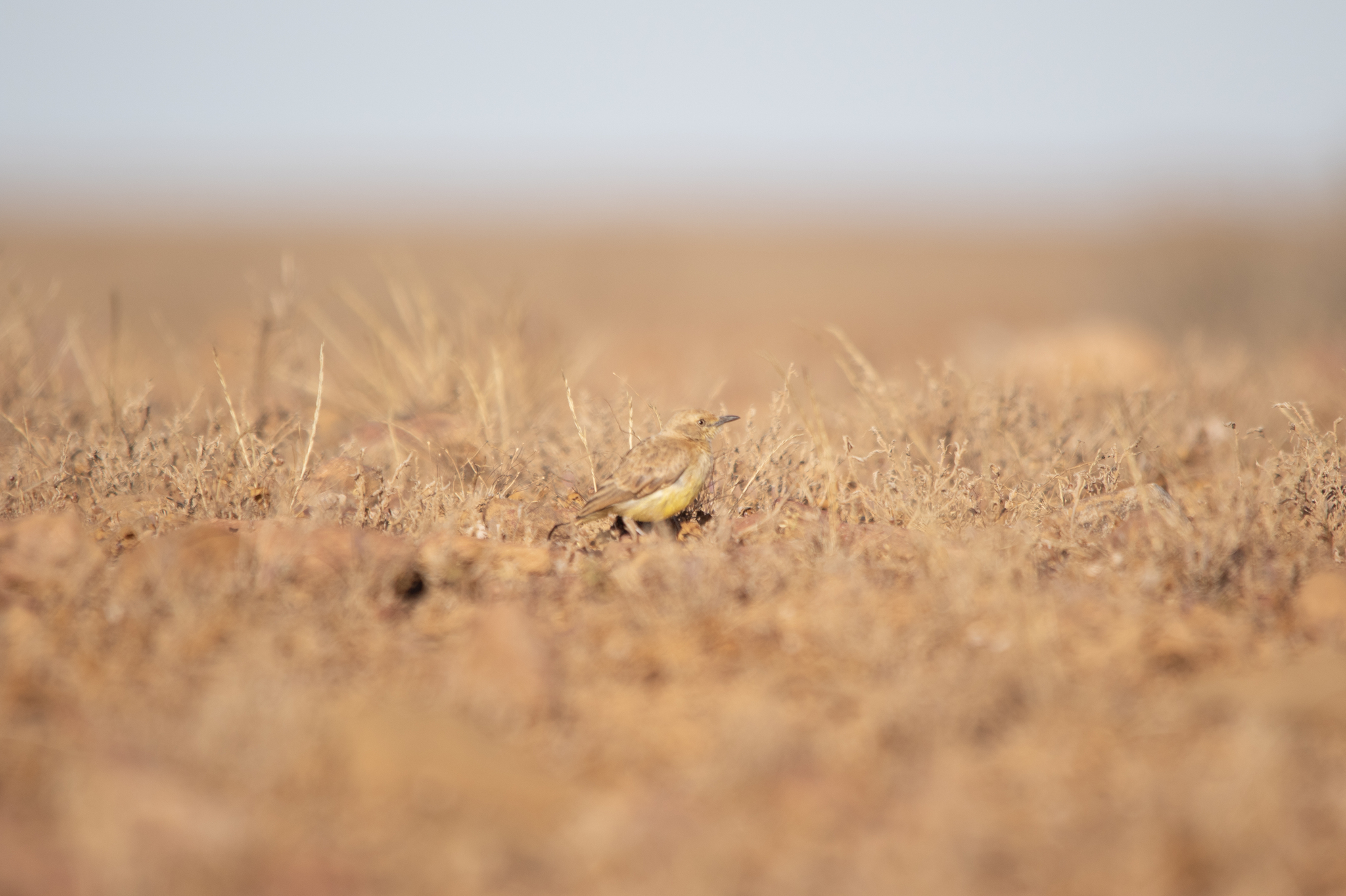Gibberbird (Ashbyia lovensis), photo 2