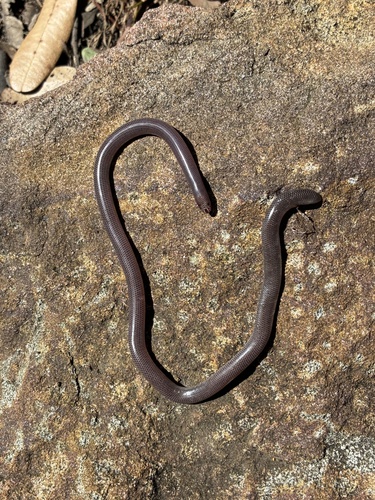 Blackish Blind Snake sighting