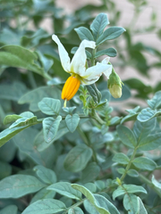 Solanum jamesii, photograph author not stated, no rights reserved