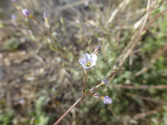Gilia clokeyi
