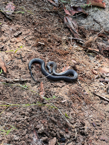 Eastern Small-eyed Snake sighting