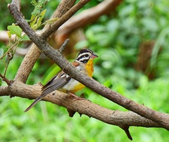 Emberiza flaviventris kalaharica