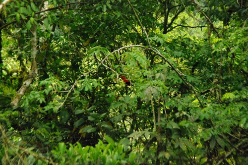 Andean Cock-of-the-rock