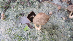 Coprinellus arenicola