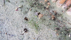 Coprinellus arenicola