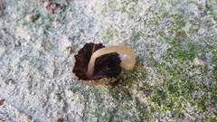 Coprinellus arenicola