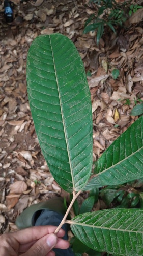 Couepia caryophylloides