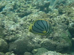 Chaetodon meyeri