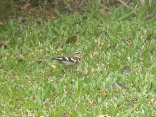 Forest Wagtail