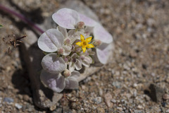 Cruckshanksia hymenodon, photograph (c) Jorge Herreros de Lartundo, some rights reserved (CC BY)