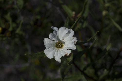 Cordia decandra (Cordia decandra)