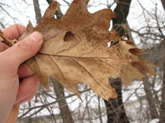 Quercus × columnaris