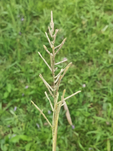 Paspalum quarinii