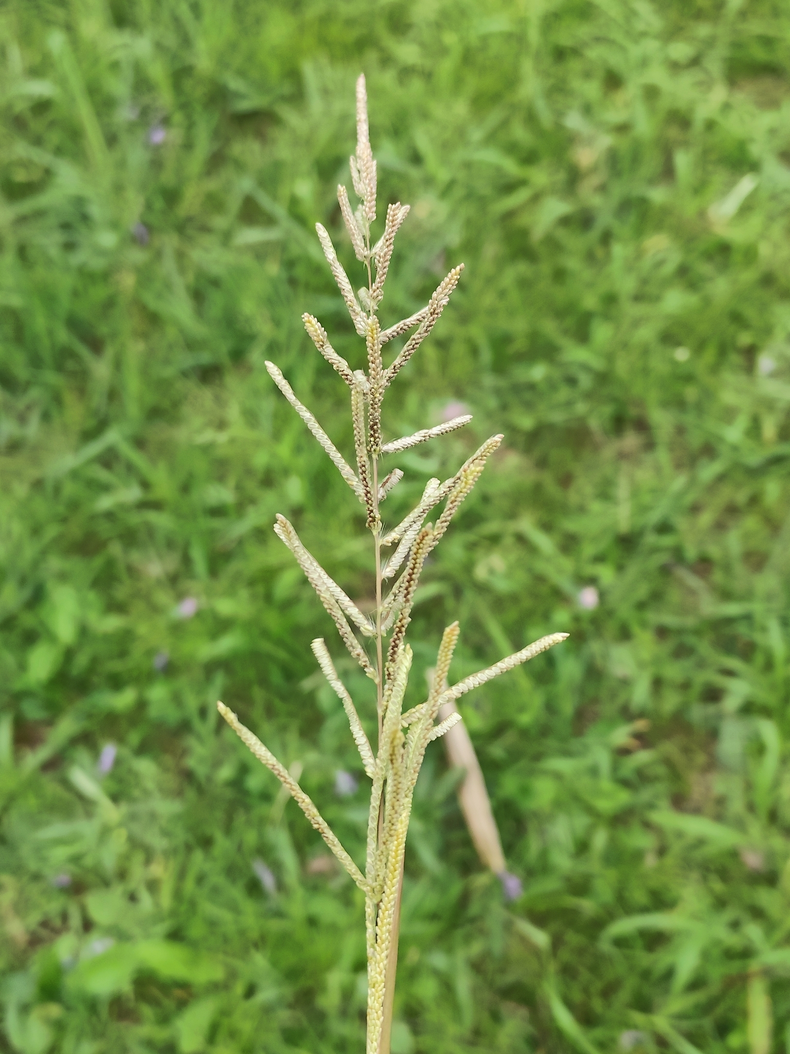 Paspalum quarinii
