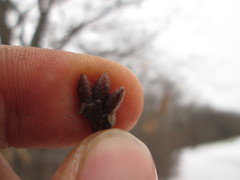 Quercus × columnaris