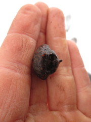 Quercus × columnaris