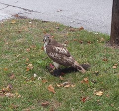Sciurus carolinensis