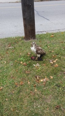 Sciurus carolinensis