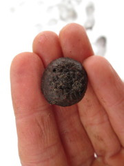 Quercus × columnaris