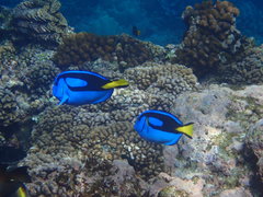 Paracanthurus hepatus