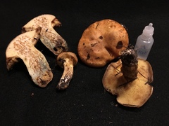 Suillus ponderosus