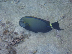 Acanthurus maculiceps