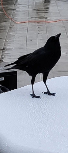 American Crow