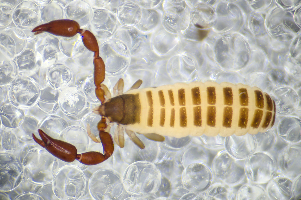 Withius hispanus