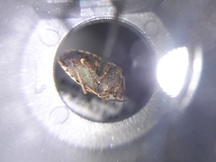 Moromorpha tetra