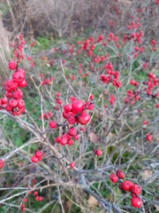 Ilex verticillata