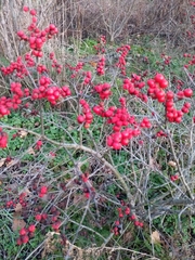Ilex verticillata