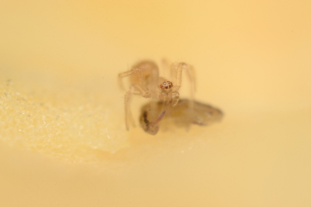 Theridion cheimatos