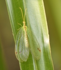 Norfolius howensis