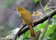 Iole indica