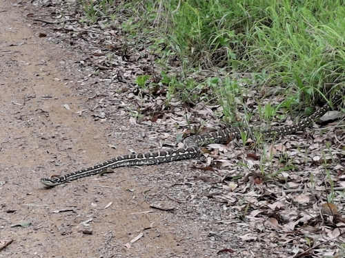 Coastal Carpet Python sighting