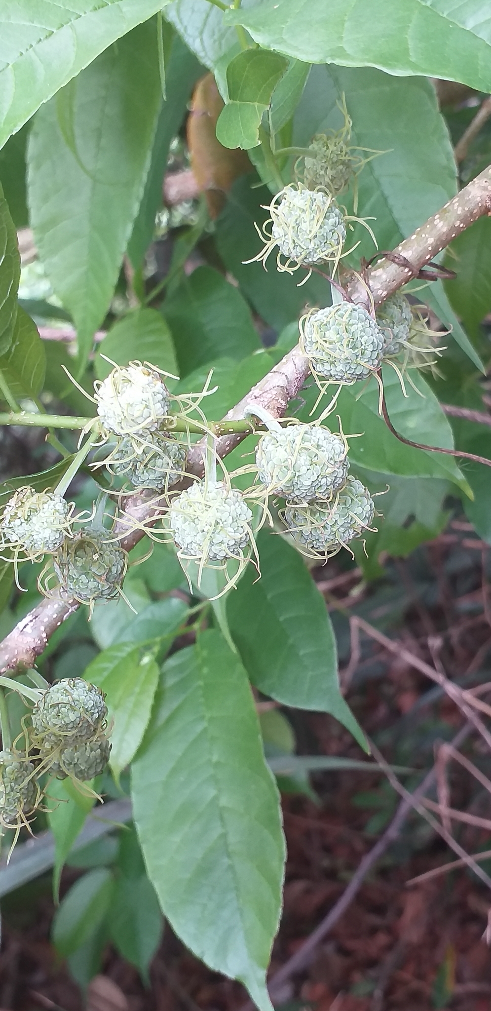 Maclura tinctoria