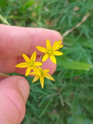Nothoscordum montevidense, photograph 3