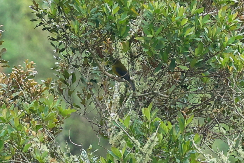 Grey-winged Cotinga illustration