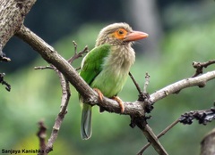 Psilopogon zeylanicus