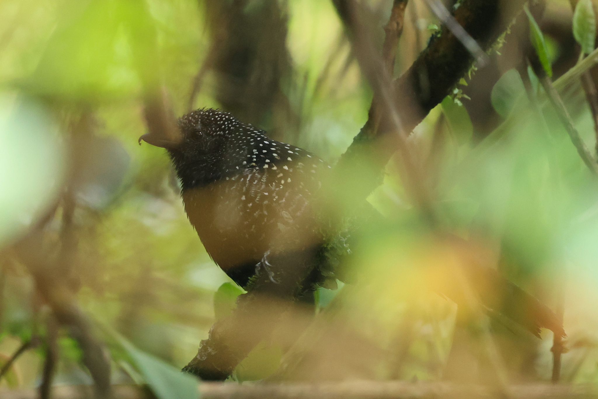 Large-tailed Antshrike (Mackenziaena leachii), photo 5