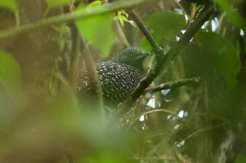 Large-tailed Antshrike (Mackenziaena leachii), photo 10