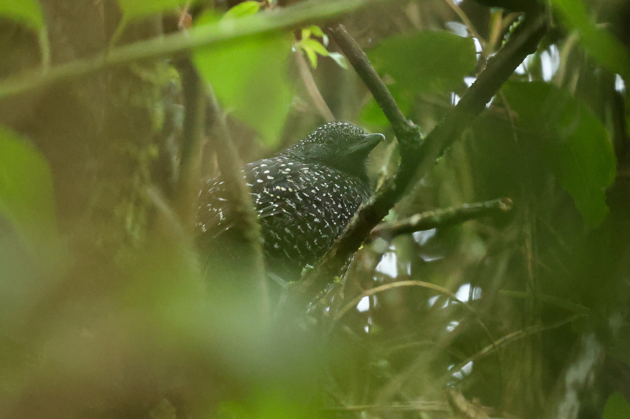 Large-tailed Antshrike (Mackenziaena leachii), photo 7