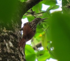 Xiphorhynchus lachrymosus