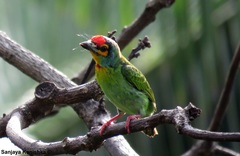 Psilopogon rubricapillus