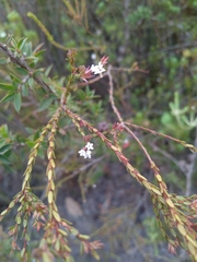 Leucopogon microphyllus