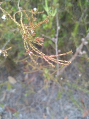 Leucopogon microphyllus