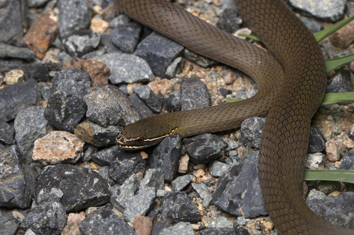 Marsh Snake sighting