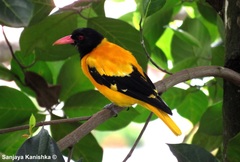 Oriolus xanthornus ceylonensis