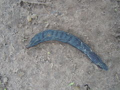 Vachellia albicorticata