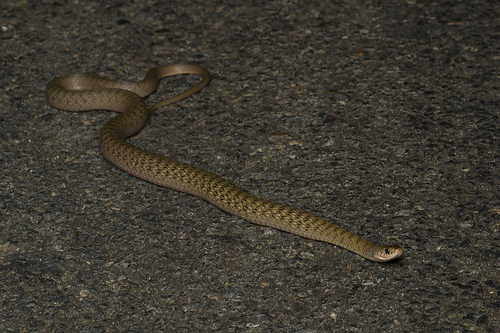 Common keelback sighting